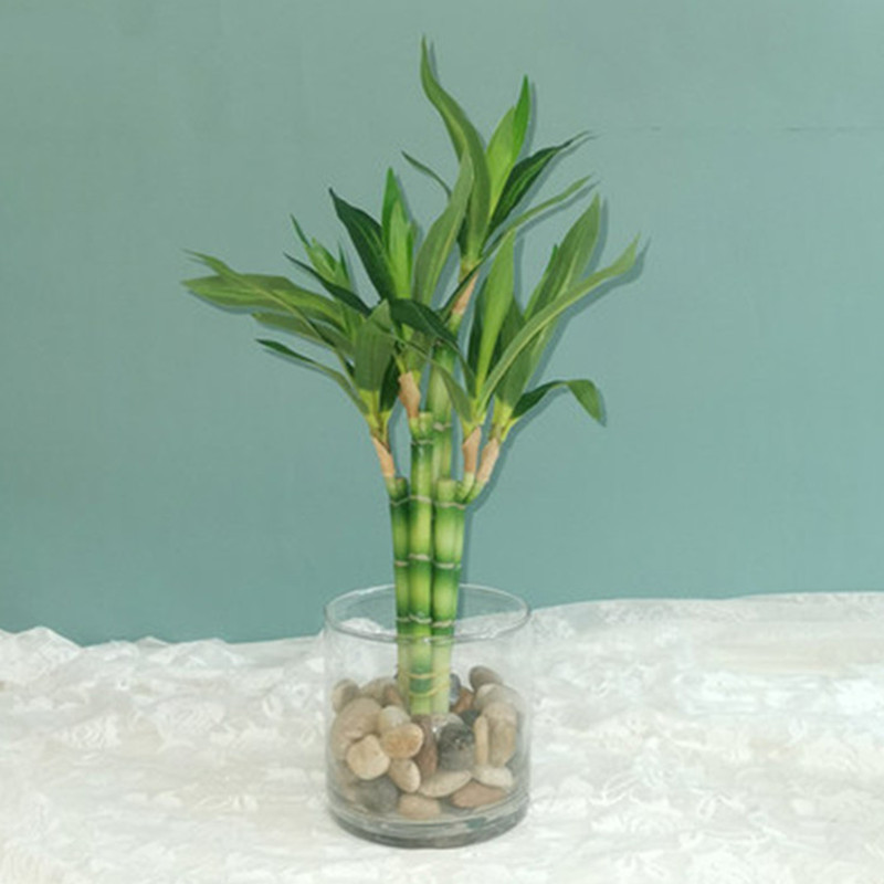 Aquarium Fish Only - 새로운 40cm rFtificial 행운의 대나무 즙이