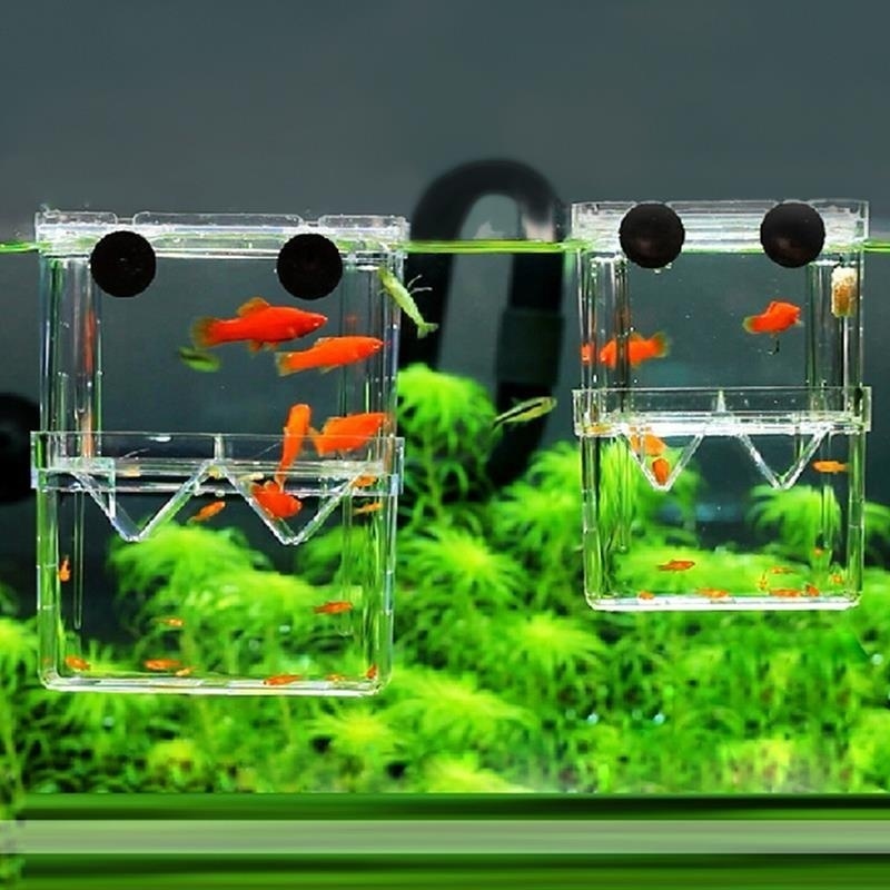 Aquarium Fish Background - 다기능 물고기 수족관 높은 명확한 물고기