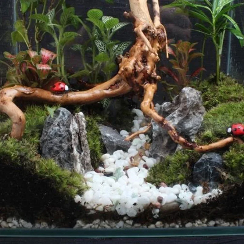 천연 나무 줄기 유목 수족관 어항, 파충류 실린더 뿌리 - Aquarium Fish Cichlid 리뷰 및 가격