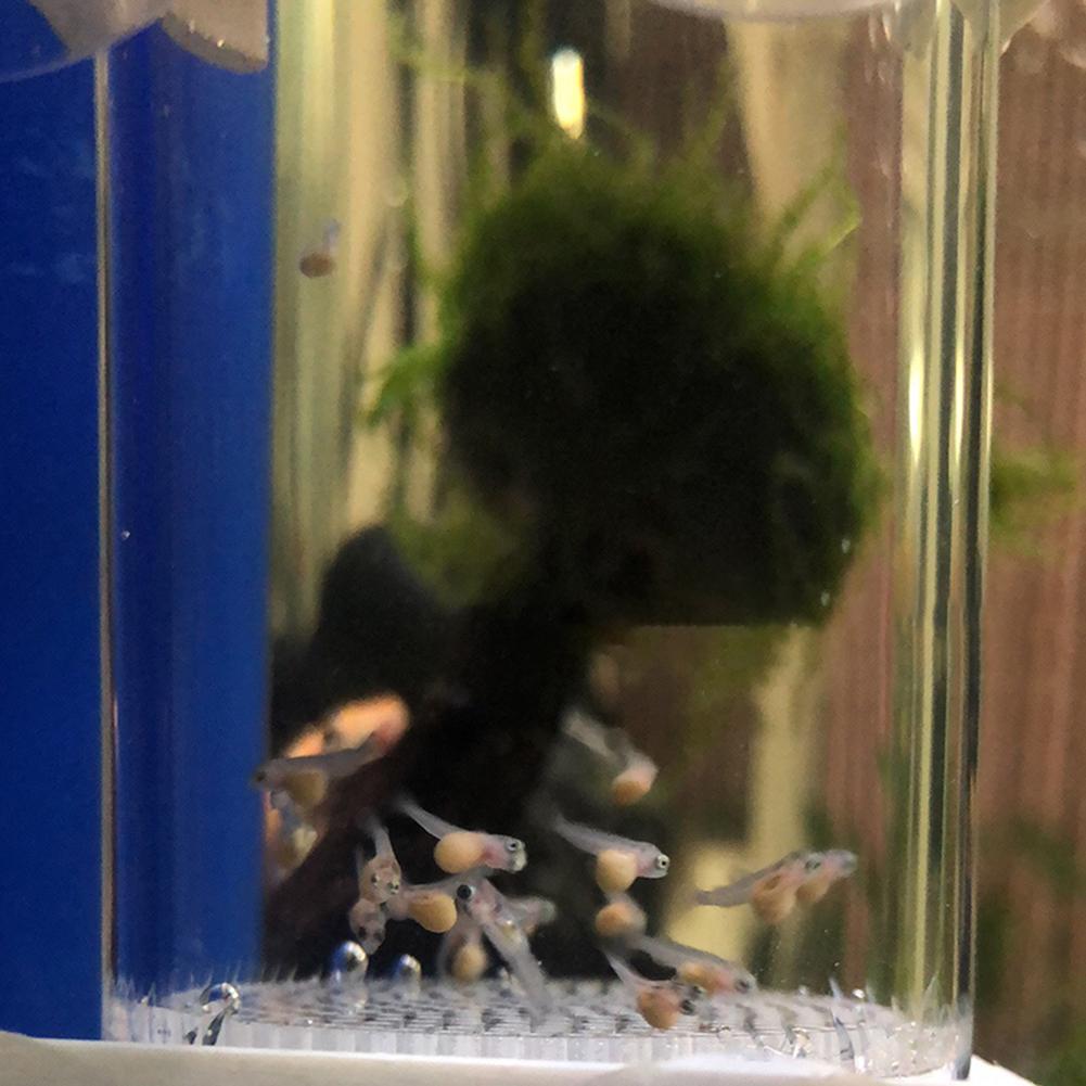 40mm 인큐베이터 어류 부화장 알 입내 부화장 어류  - Aquarium Fish Cichlid 리뷰 및 가격