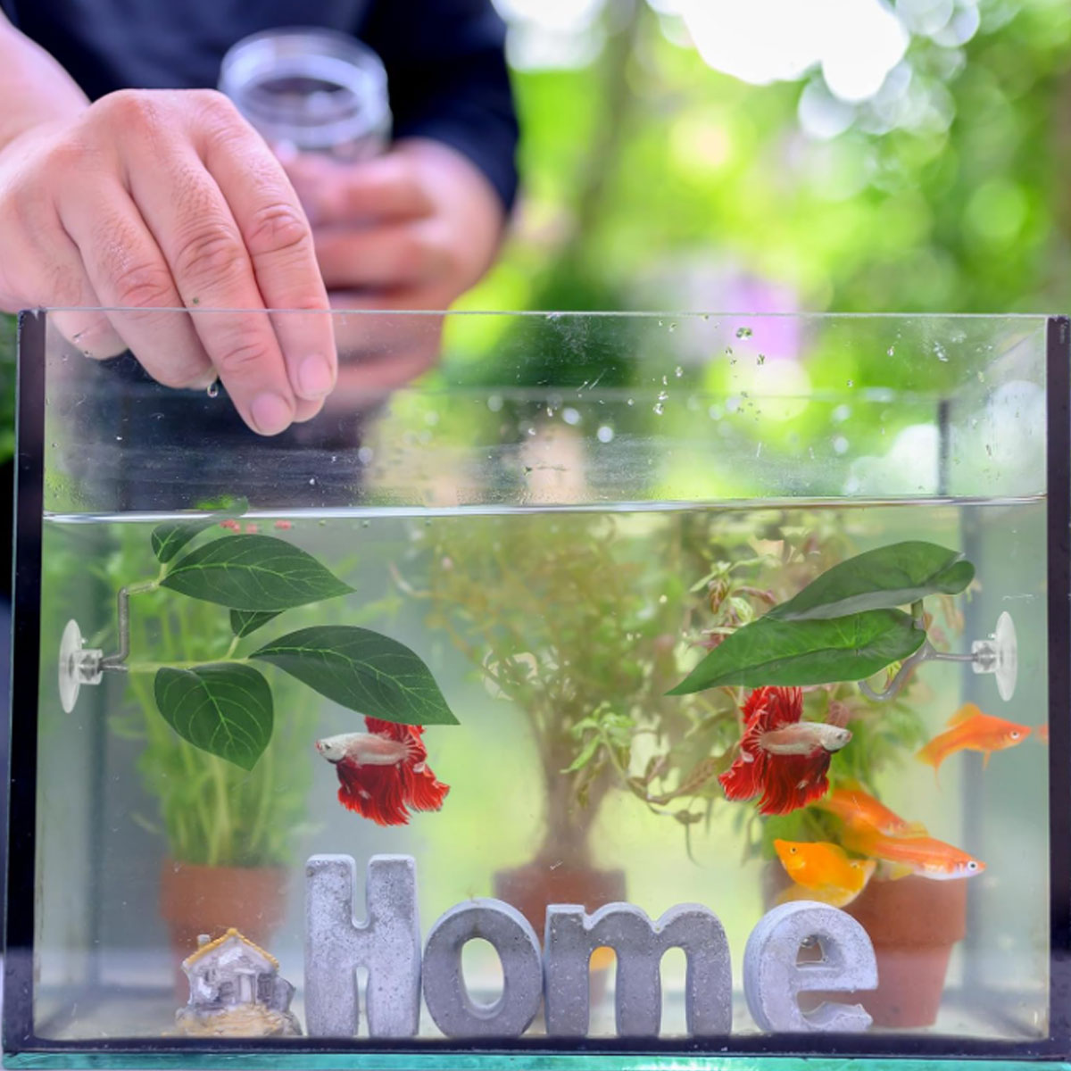 1 PC 베타 물고기 해먹 부드러운 수족관 장식 플라스 - Aquarium Fish Only 리뷰 및 가격