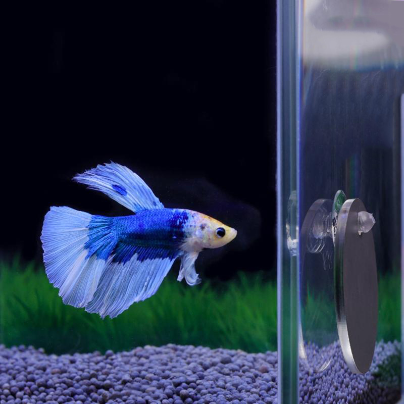 아쿠아리움 베타 미러 어항 물고기 베타 플라워혼 시클리 - Aquarium Fish Cichlid 리뷰 및 가격