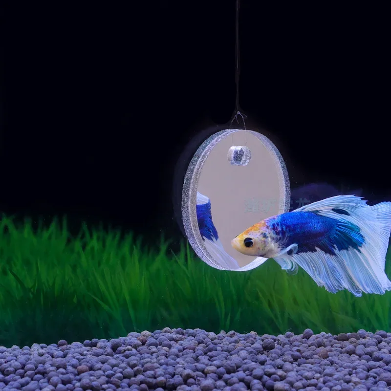 아쿠아리움 베타 미러 어항 물고기 베타 플라워혼 시클리 - Aquarium Fish Cichlid 리뷰 및 가격